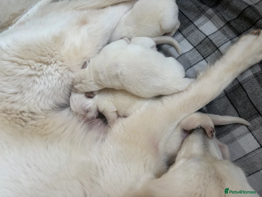White Swiss Shepherd dogs for sale: Beautiful German Shepherd puppies kc reg - Advert 2