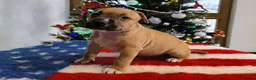 Staffordshire Bull Terrier dogs for sale: ❤️ beautiful Staffordshire puppies 🐶 - Advert 8