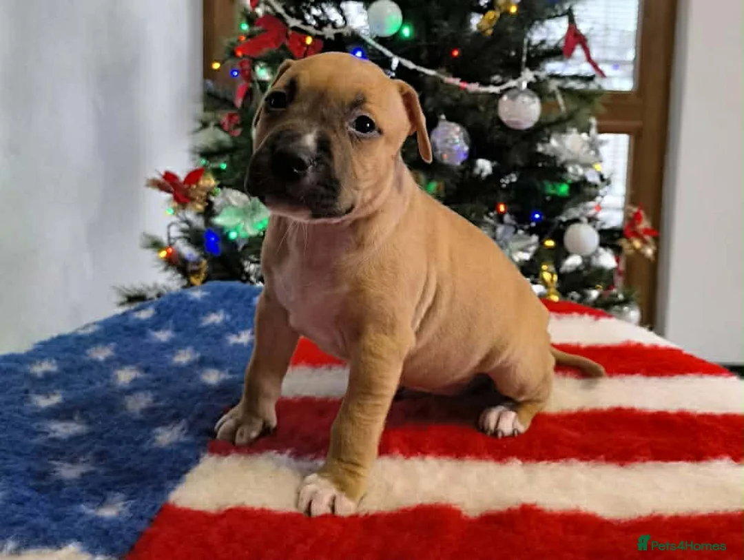 Staffordshire Bull Terrier dogs for sale: ❤️ beautiful Staffordshire puppies 🐶 - Advert 8