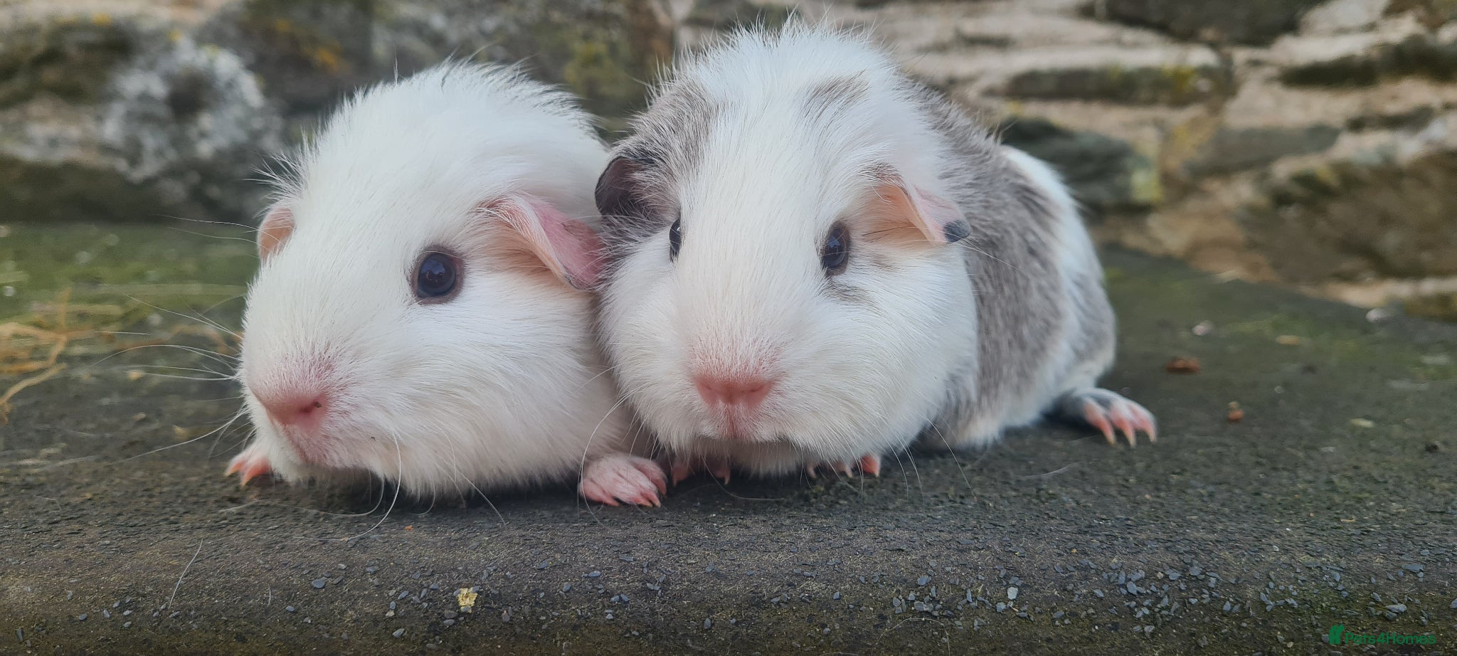 Guinea Pig rodents for sale: Female smooth haired guinea pigs - Advert 3
