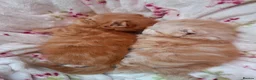 Scottish Fold cats for sale: Beautiful Scottish Straight Kittens for Sale - Advert 3