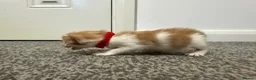 Domestic Shorthair cats for sale: 4 stunning ginger and white kittens  - Advert 8