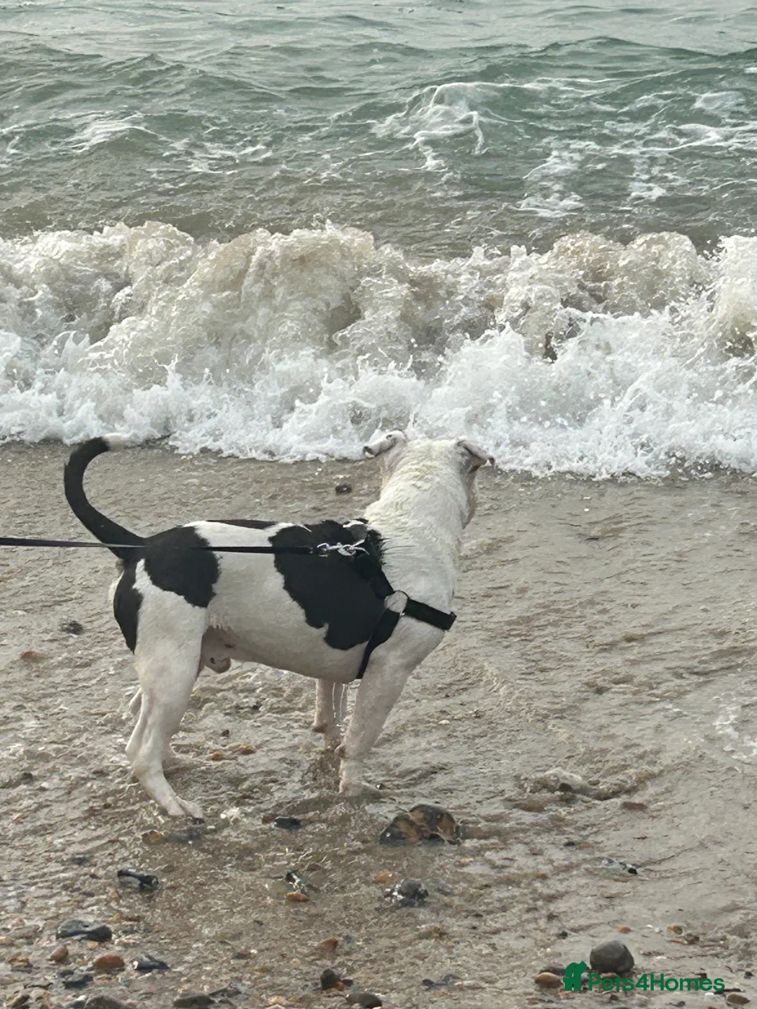 Dorset Olde Tyme Bulldogge dogs for sale: Olde Tyne English Bulldog - Advert 11