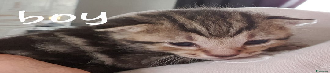 Domestic Shorthair Kitten 3