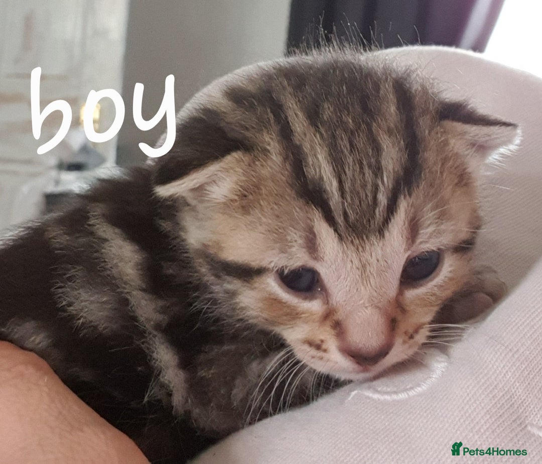 Domestic Shorthair cats for sale: 6 beautiful kitties - Advert 6