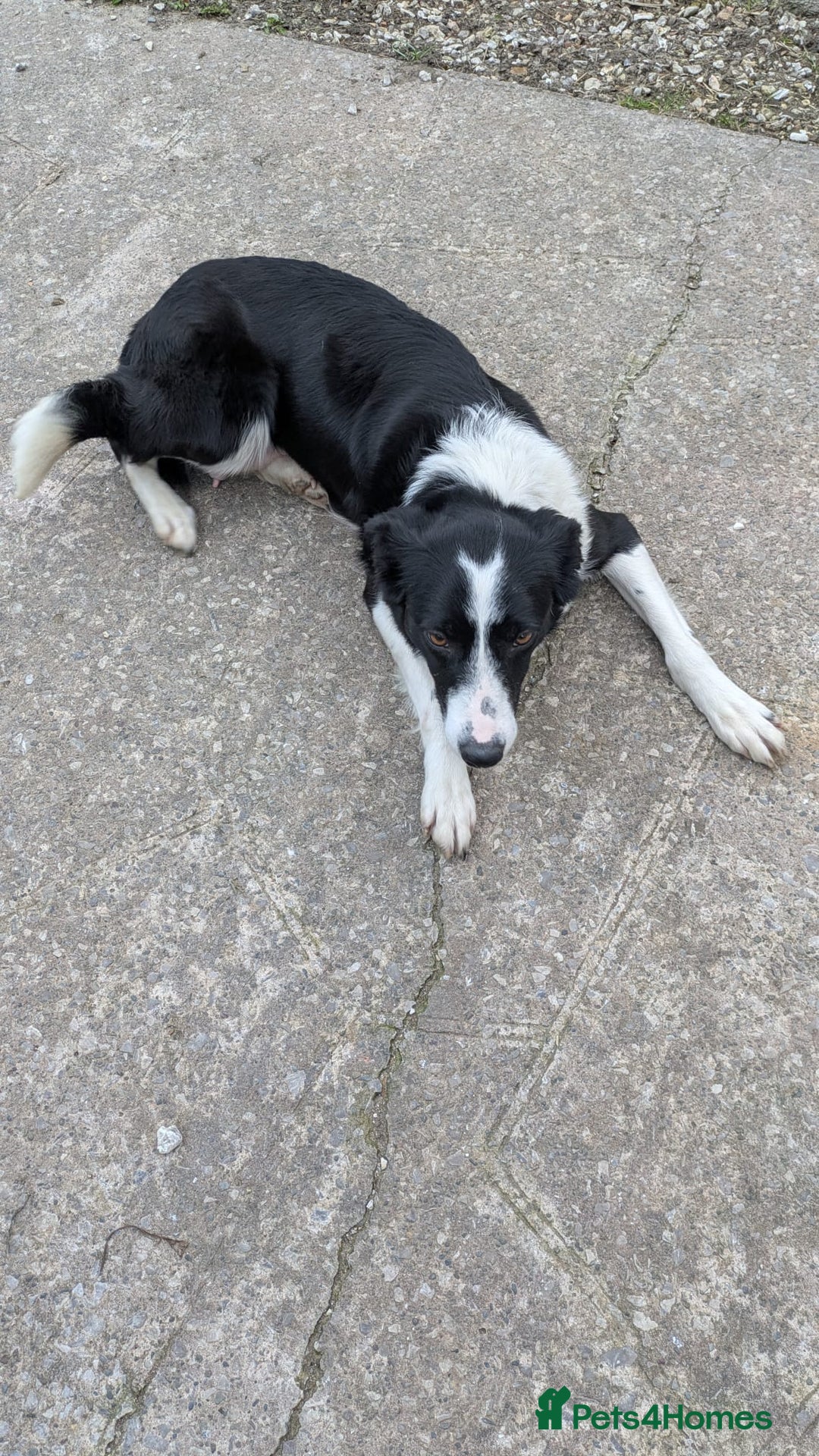 Border Collie dogs for sale: Working bloodline Blue merle pup - Advert 3