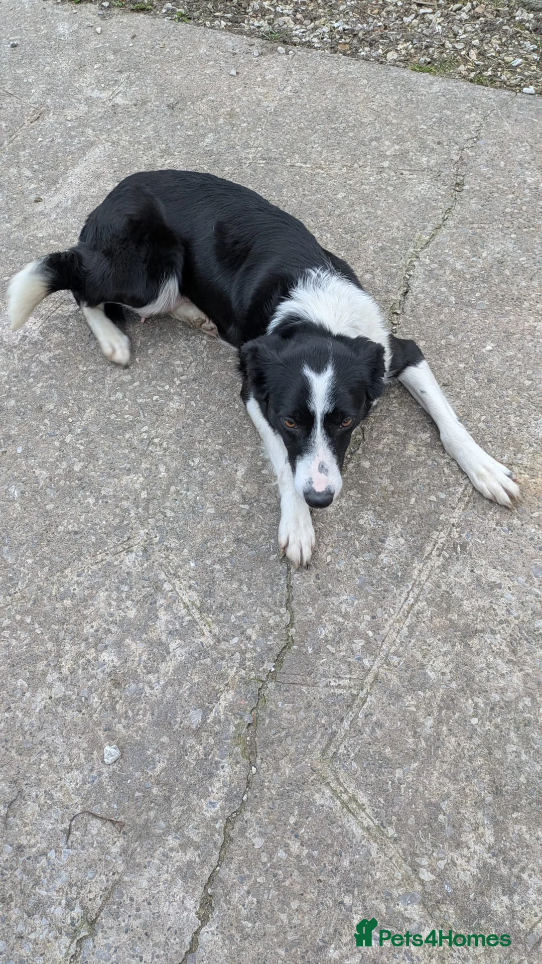 Border Collie dogs for sale: Working bloodline Blue merle pup - Advert 3