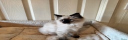 Ragdoll cats for sale: Beautiful Ragdoll kittens - Advert 6