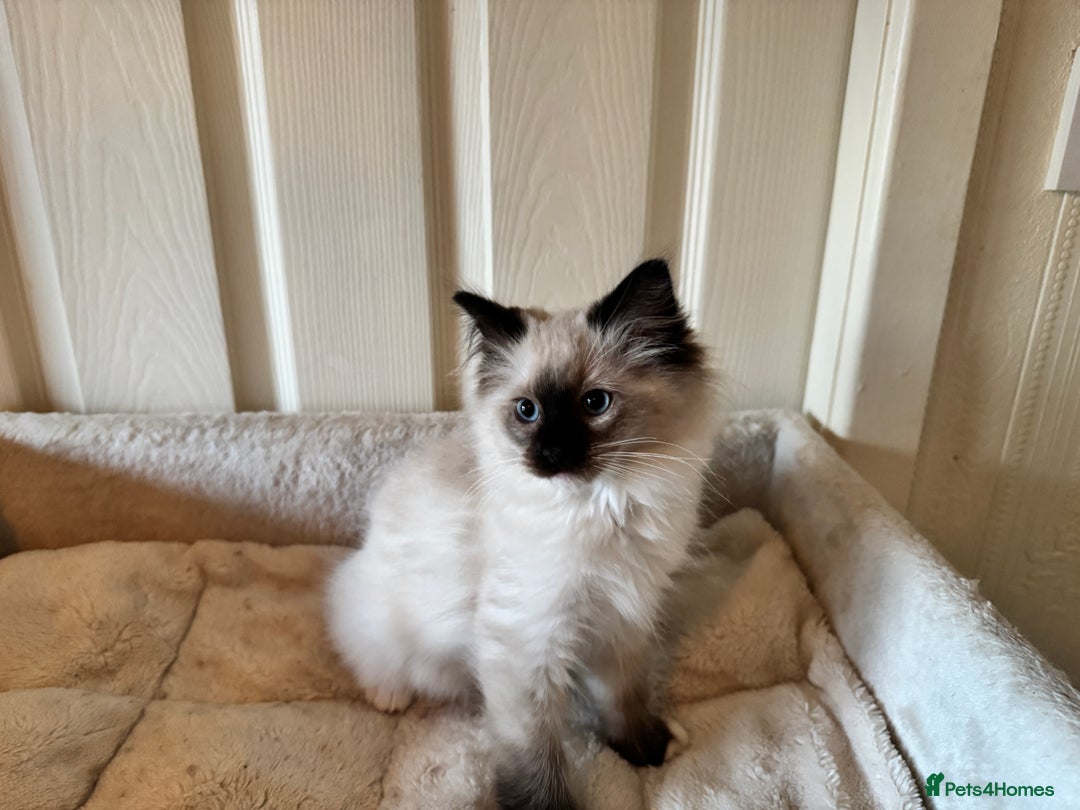 Ragdoll cats for sale: Beautiful Ragdoll kittens - Advert 6