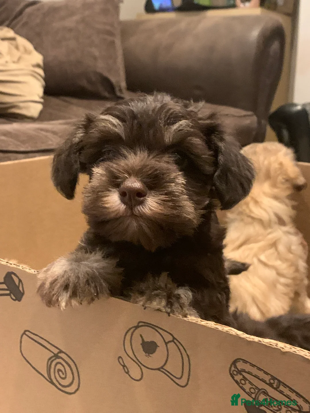 Miniature Schnauzer dogs for sale: Stunning Rare Parti-colour Miniature Schnauzer’s - Advert 12