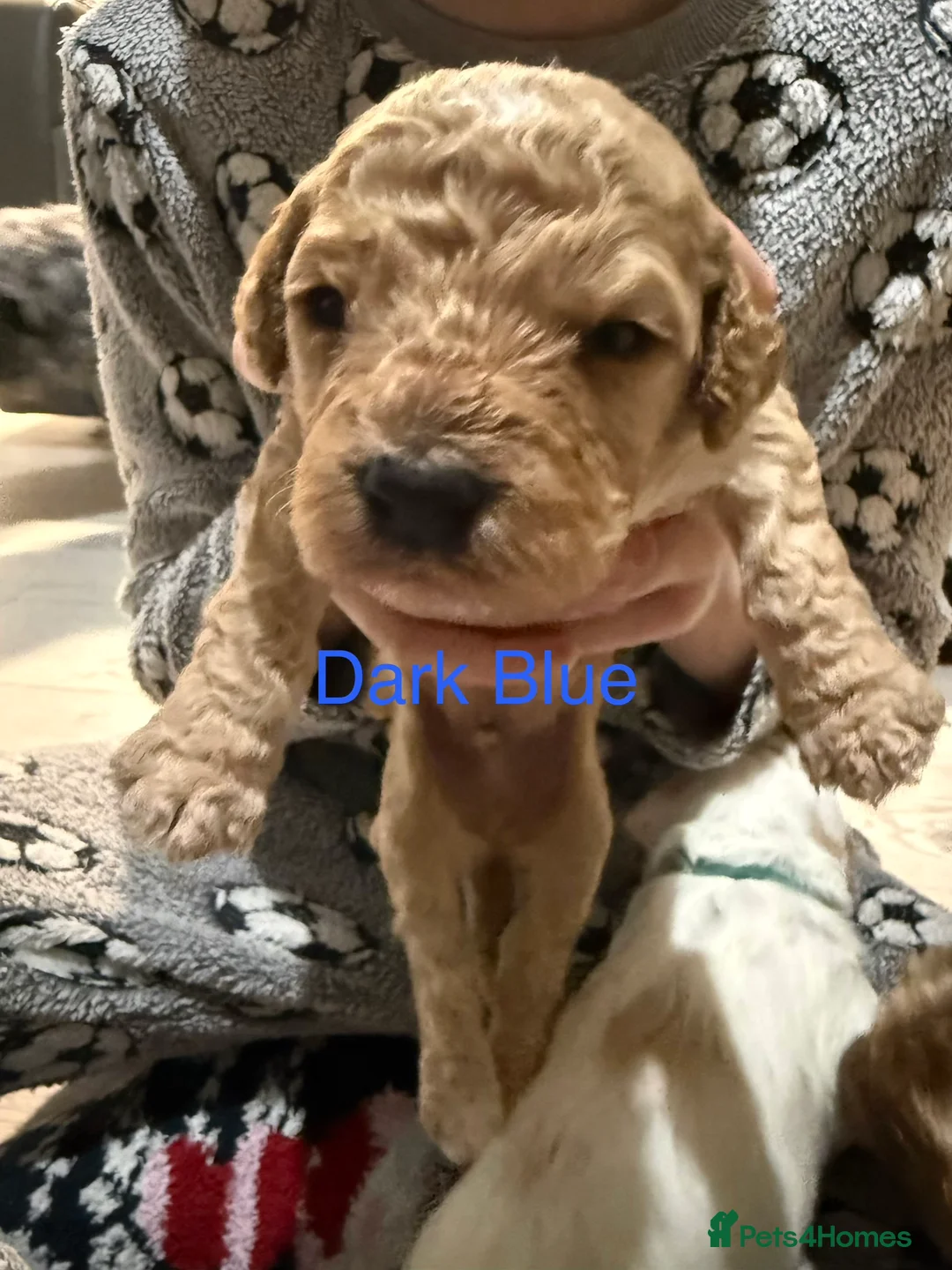 Mixed Breed dogs for sale: 8 Beautiful Cavapoochon Puppies in Bacup - Advert 29