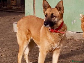 German Shepherd dogs - Advert 1