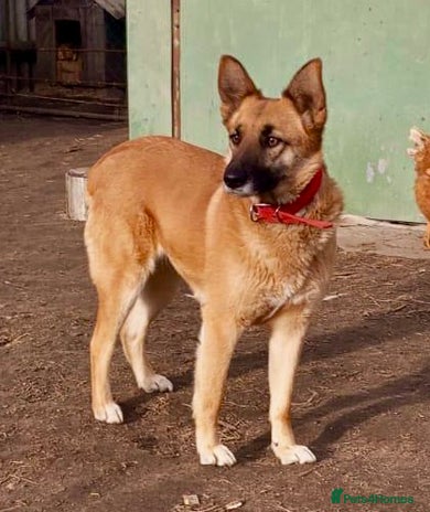 German Shepherd dogs Zhulia: The Puppy Who Refused to Die - Advert 1