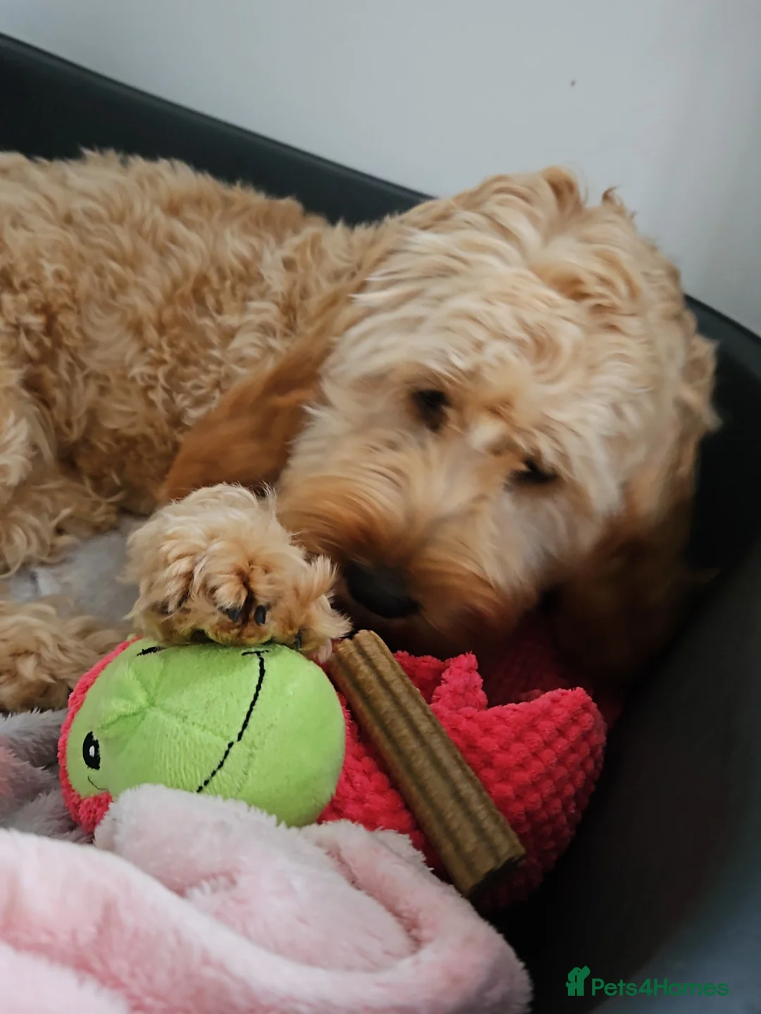 Cockapoo dogs for sale: Cockapoo Male - Advert 2