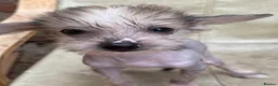 Chinese Crested dogs for sale: Hairless Chinese Cresteds  - Advert 5
