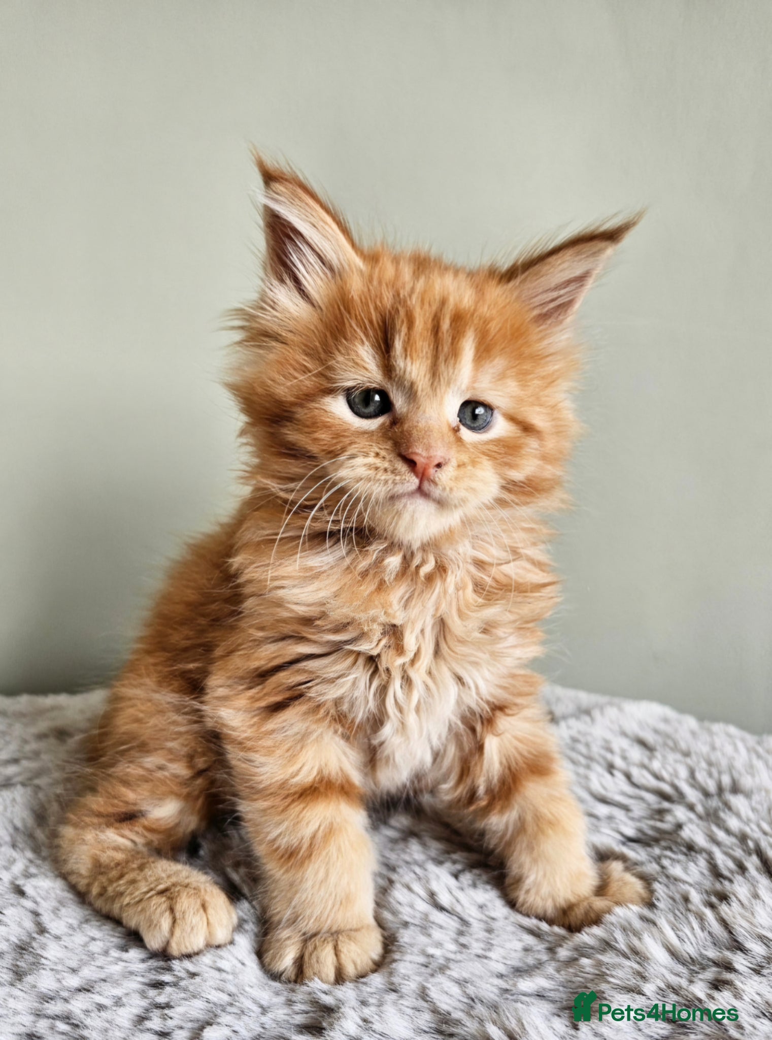 Maine Coon cats Stunning pedigree Maine Coon kittens  - Advert 4