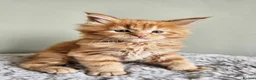 Maine Coon cats for sale: Stunning pedigree Maine Coon kittens  - Advert 3