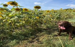 Springador dogs for sale: Chocolate springador  - Image 6
