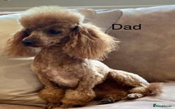 Toy Poodle dogs for sale: Perfect red toy poodle girl needs forever family - Image 14