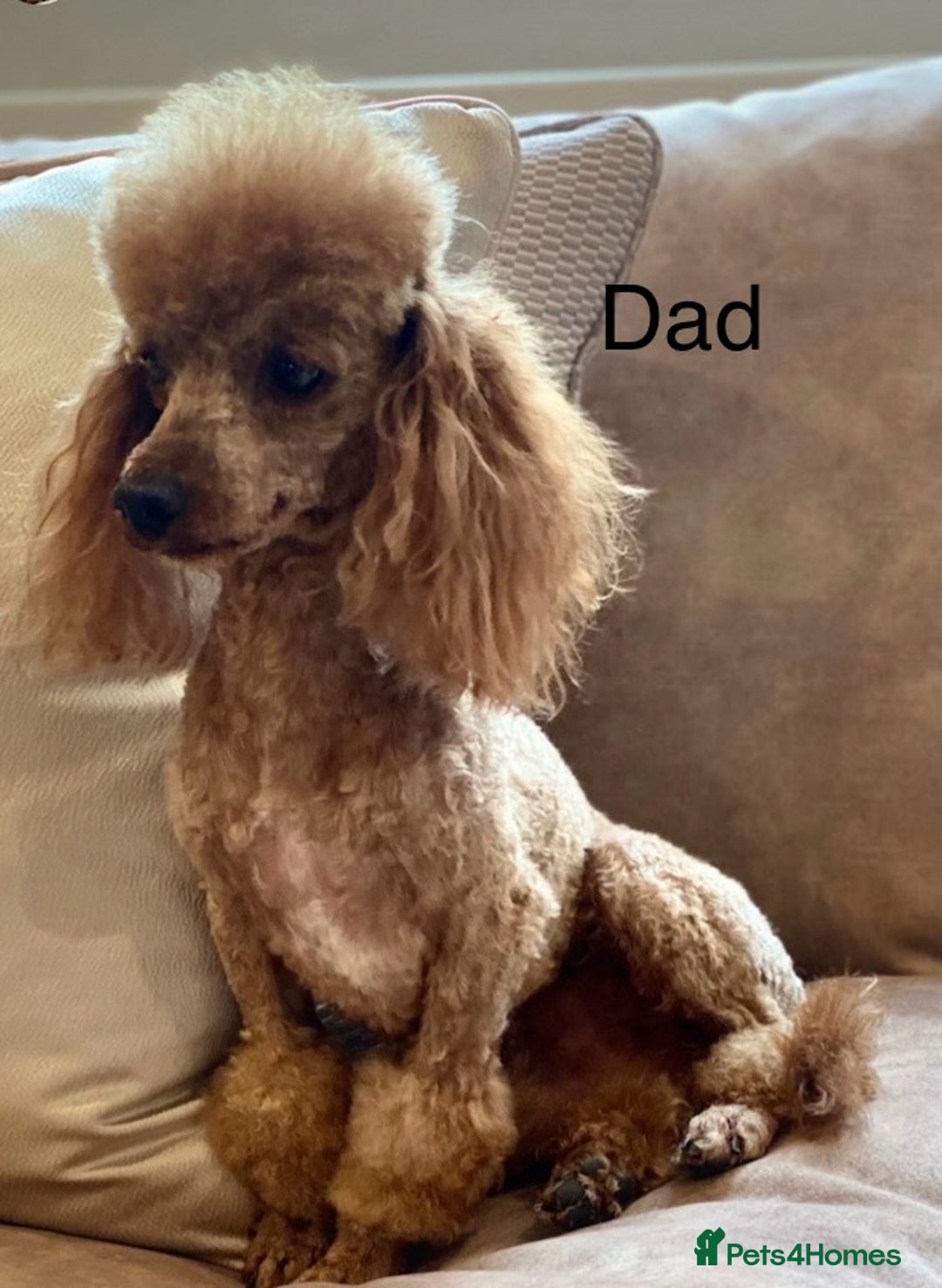 Toy Poodle dogs for sale: Perfect red toy poodle girl needs forever family - Image 14