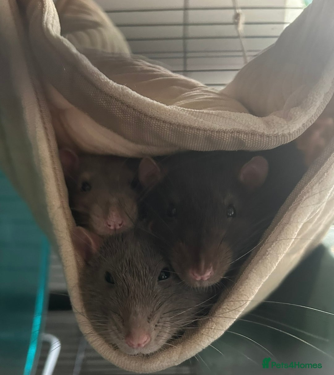 Rat rodents for sale: 4 1 year old boys  - Advert 1