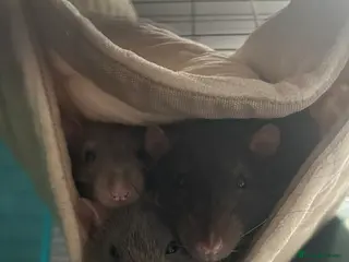 Rat rodents 4 1 year old boys - Advert 18