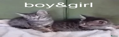 Mixed Breed 3