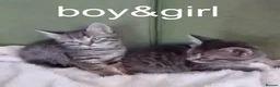 Mixed Breed cats for sale: Cute mixed kittens - Advert 11
