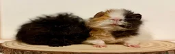 Guinea Pig rodents for sale: 4 pairs of boys and 2 pairs of girls  - Advert 22
