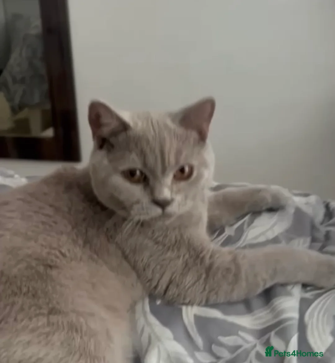 Scottish Fold cats for sale: Scotish fold  - Advert 4