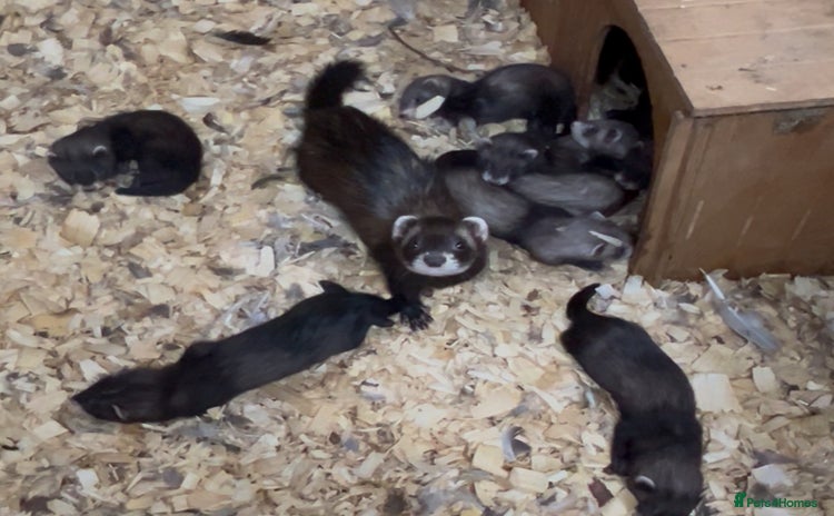 Ferret rodents - Advert 2