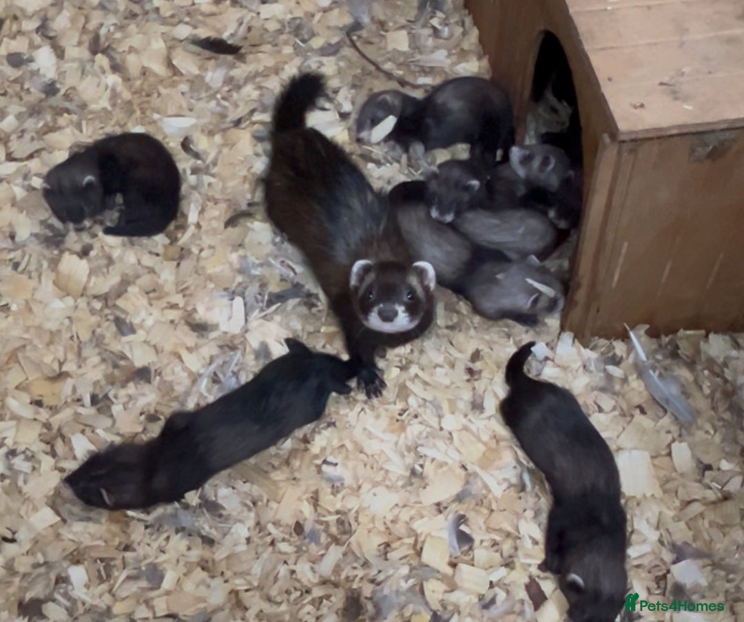 Ferret rodents for sale: Ferret kits - Image 1