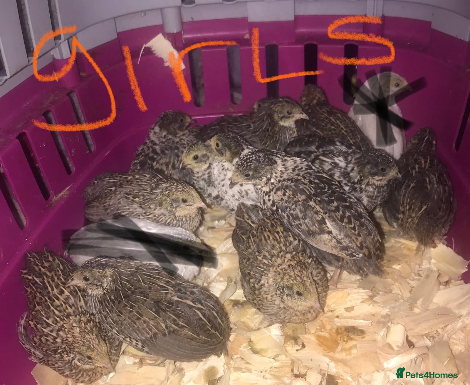 Quail poultry SEXED CHINESE PAINTED BUTTON QUAILS ! - Advert 6