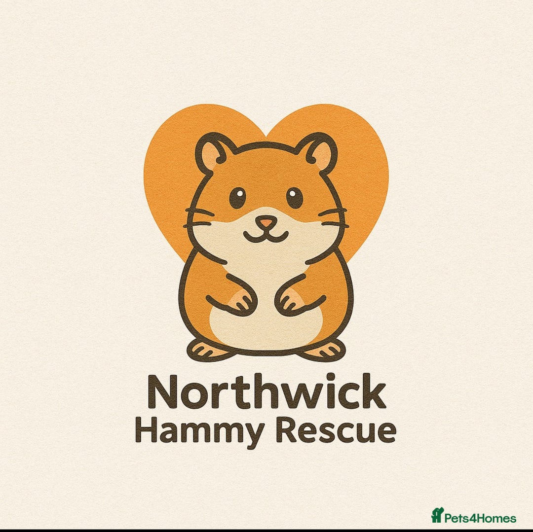 Hamster rodents for sale: Meet Bear, Female Syrian for Adoption - Advert 6