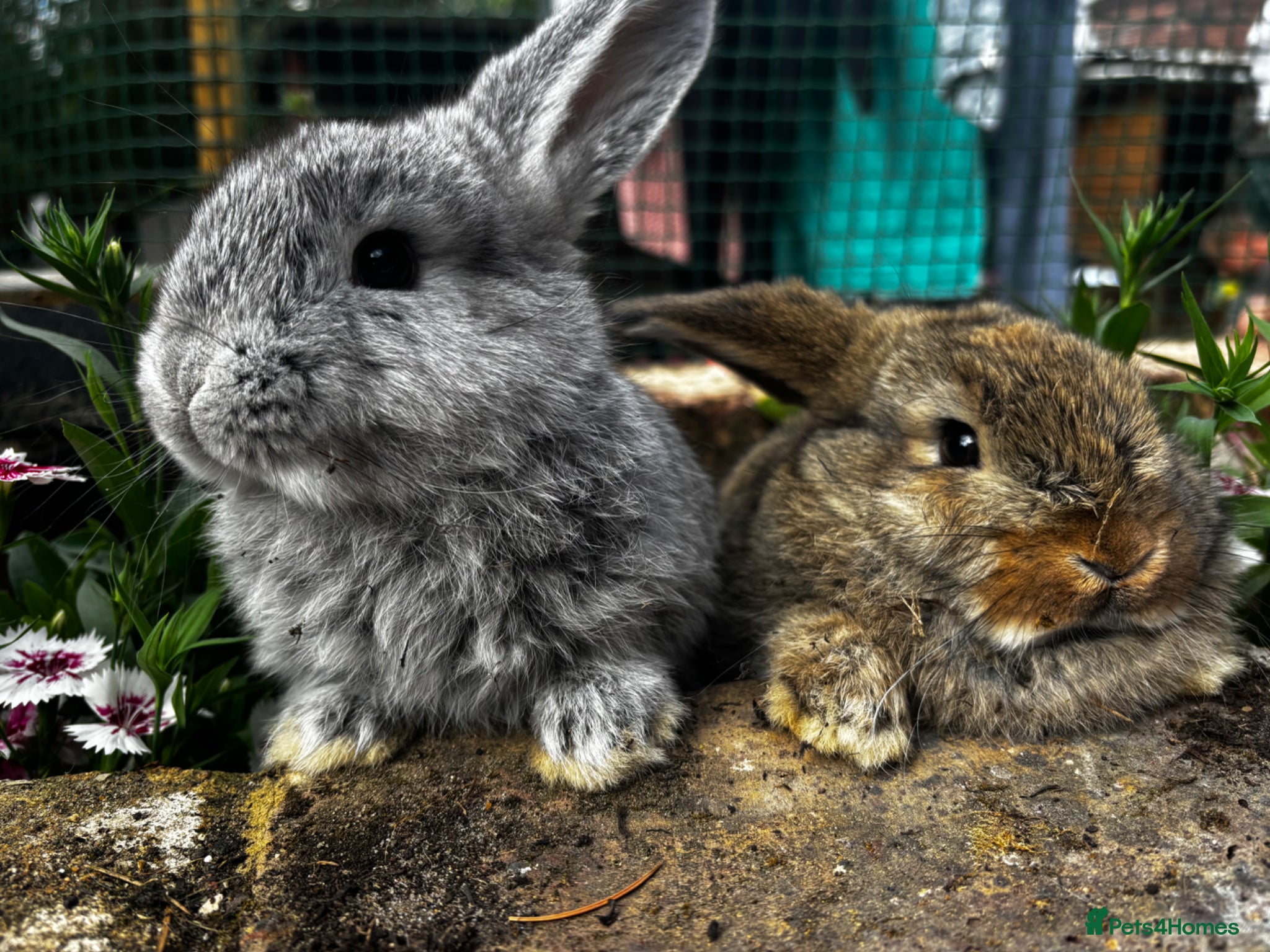 Mixed Breed rabbits Two beautiful French x mini lop  - Advert 23