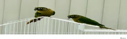 Conures birds for sale: Maroonbellied Breeding Pair  - Advert 1
