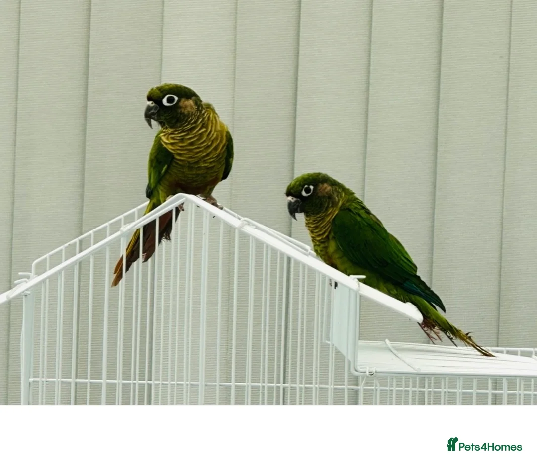Conures birds for sale: Maroonbellied Breeding Pair  - Advert 1