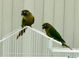 Conures birds Maroonbellied Breeding Pair - Advert 4