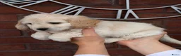 Cavapoochon dogs for sale: Lovely puppies looking for good home  - Advert 31
