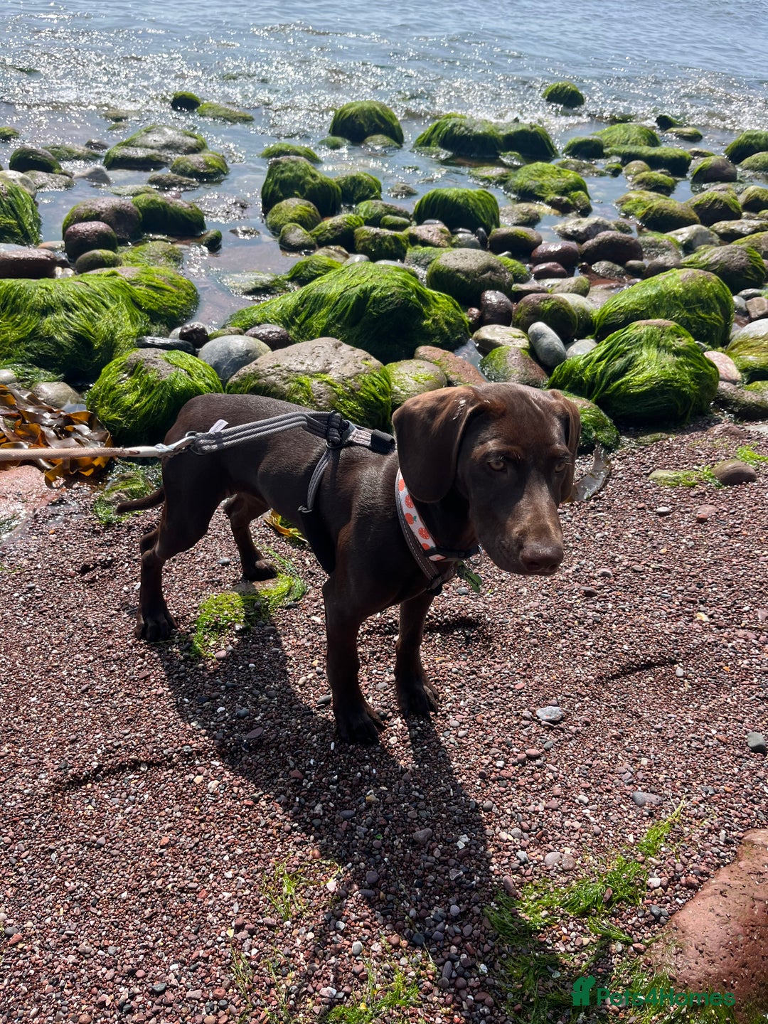 Mixed Breed dogs for sale: Stunning GSP X cocker spaniel  - Image 6