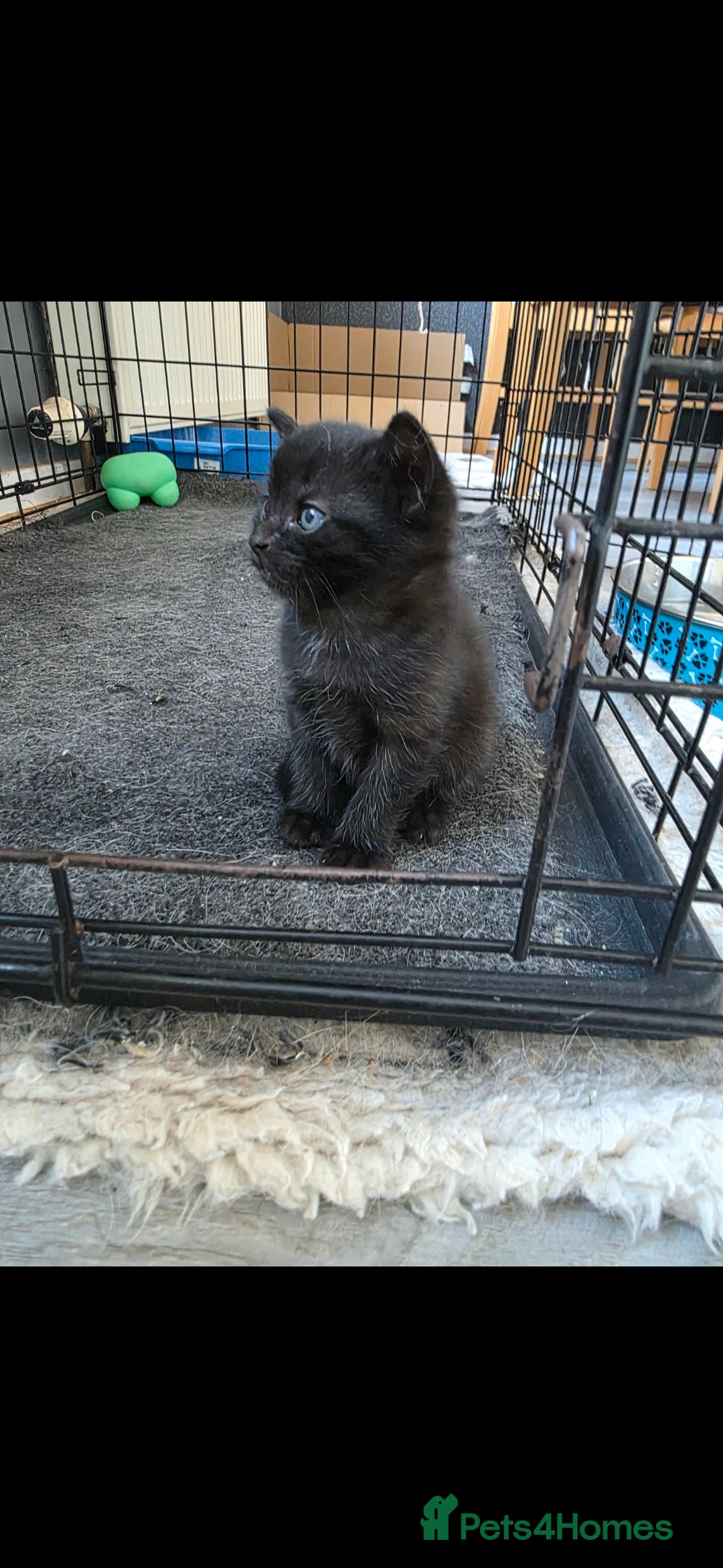 Mixed Breed cats for sale: Beautiful kittens for sale - Image 3