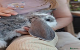 French Lop rabbits for sale: Pure bred french lop babies - Image 13