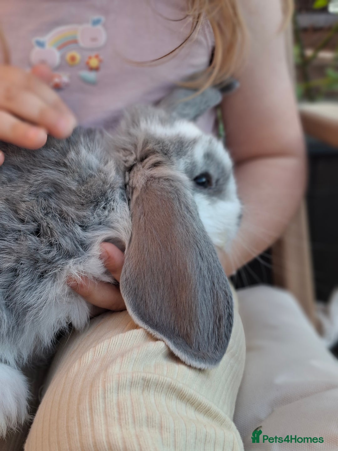 French Lop rabbits for sale: Pure bred french lop babies - Image 13