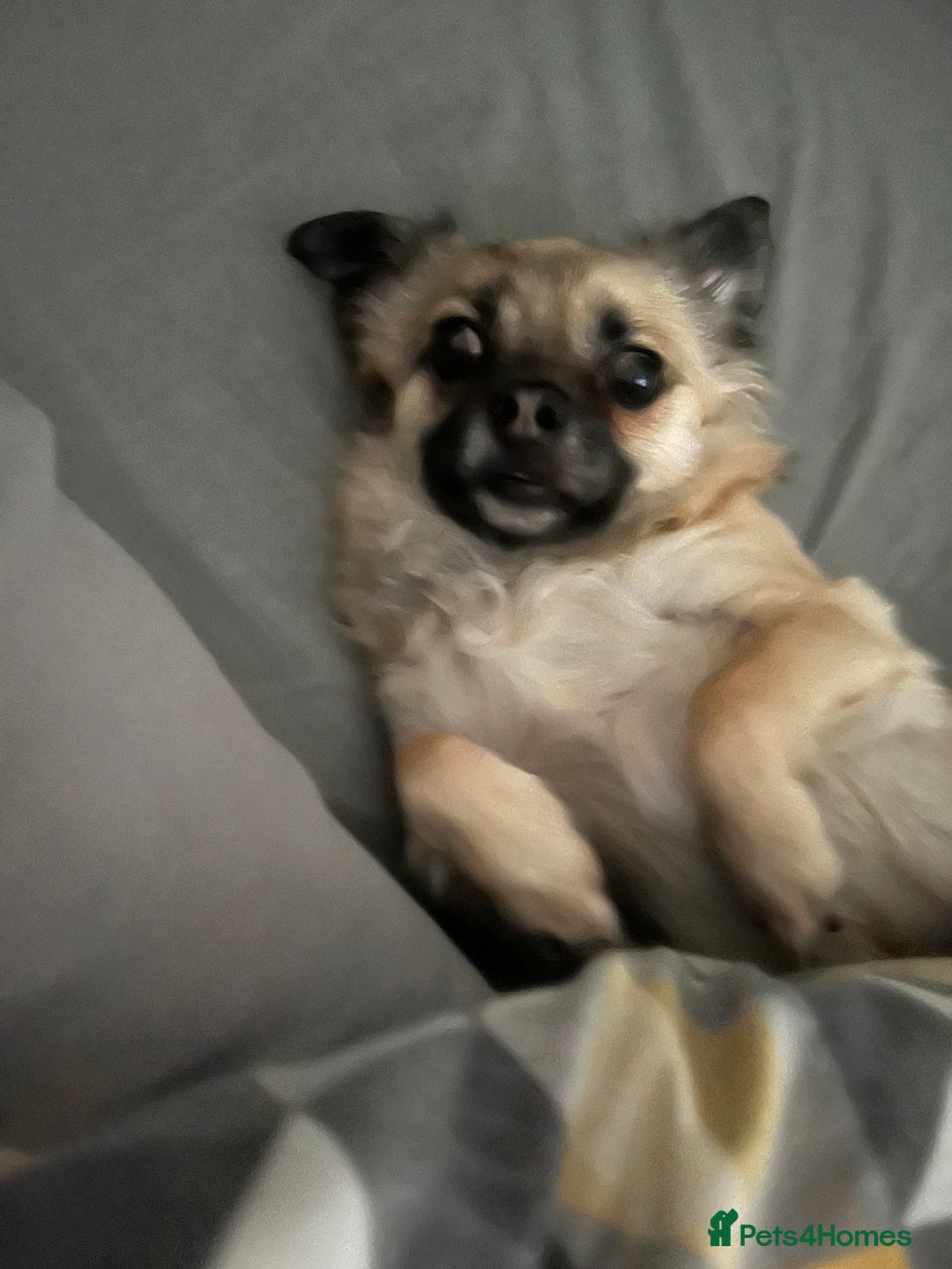 Chug dogs for sale: Chug - Pug Chihuahua Cross - Age Two - Advert 3