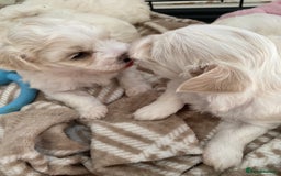 Zuchon dogs for sale: Zuchons pups ( Teddy bear pups) - Image 5