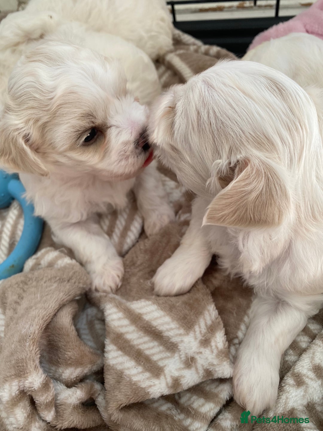 Zuchon dogs for sale: Zuchons pups ( Teddy bear pups) - Image 5