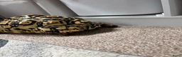 Tortoise reptiles for sale: Leopard Tortoise  - Advert 3