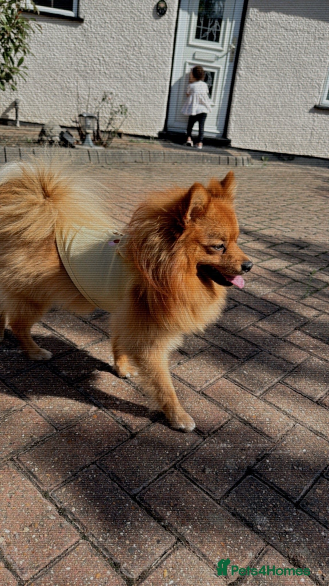 German Spitz dogs Spike - Advert 3