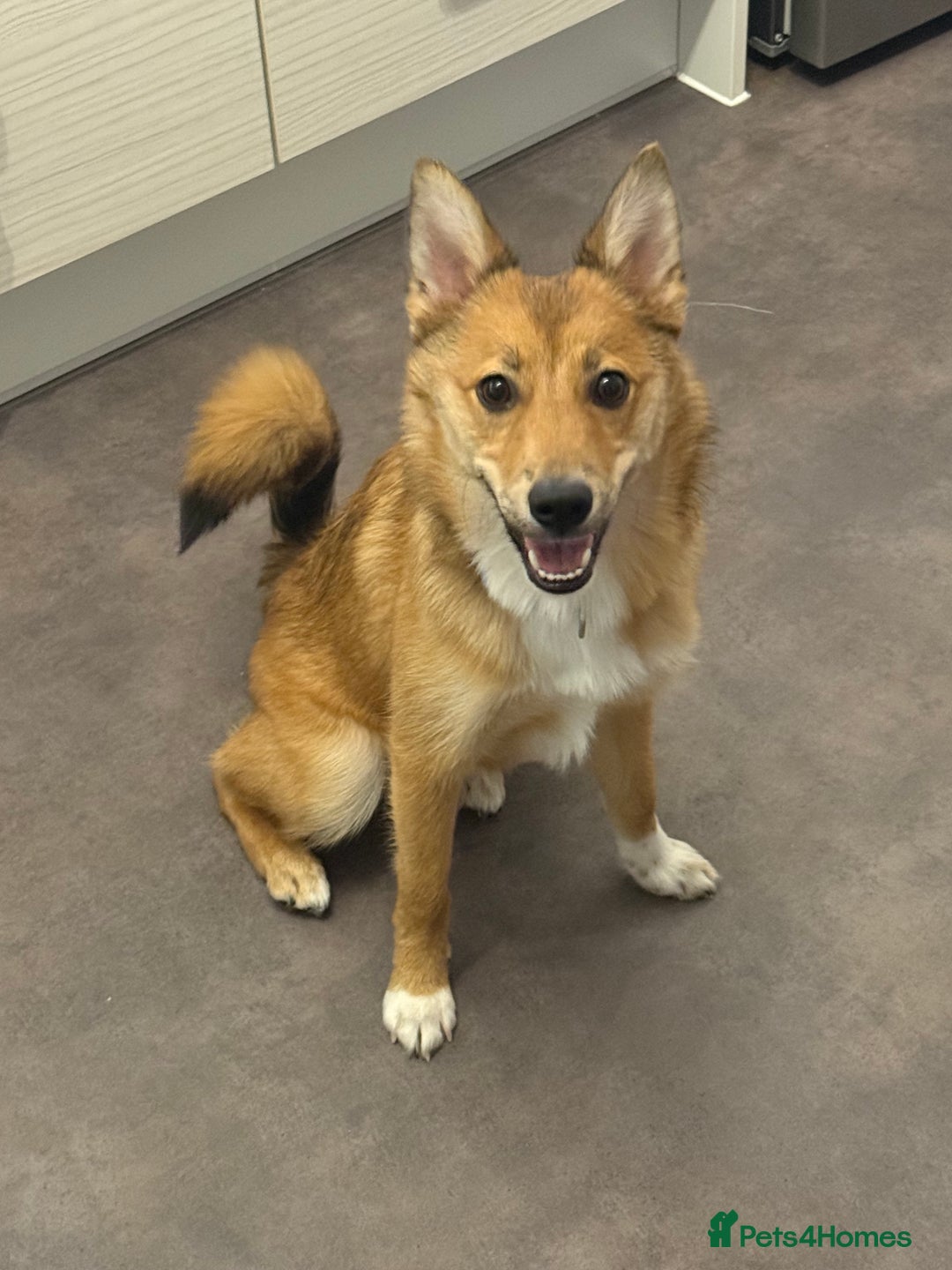 Pomsky dogs for sale: Female Pomsky (Maple) - Image 2