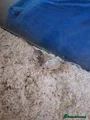Gerbil rodents mixed gerbils - Advert 1